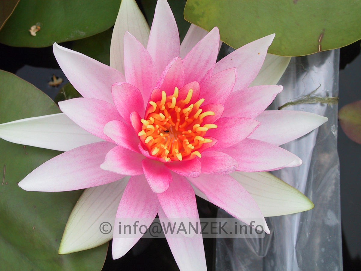 Nymphaea Fritz Junge  1.JPG